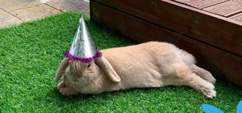 harper digital bunny